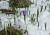 Crocus albiflorus