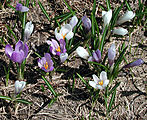 Crocus albiflorus