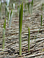 Crocus albiflorus