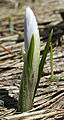 Crocus albiflorus