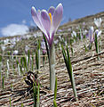 Crocus albiflorus