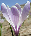 Crocus albiflorus