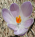 Crocus albiflorus