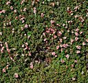 Loiseleuria procumbens