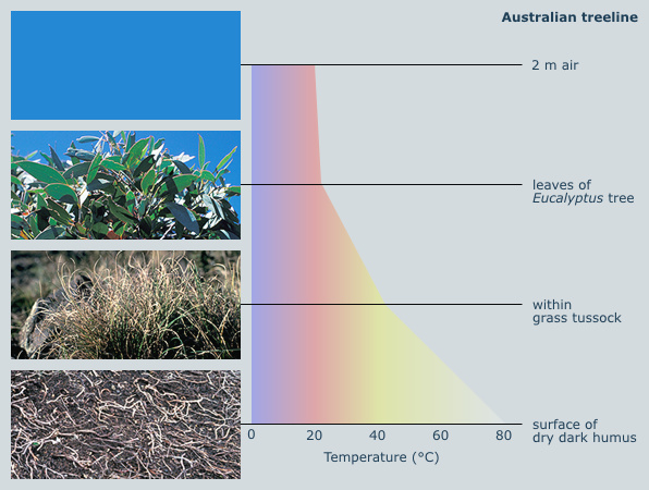 maximum temperatures