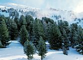 Gradual treeline, Alps, Pinux cembra