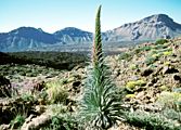 Mountain semi-desert Tenerife (Canary Islands)