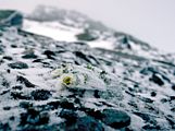 Ranunculus alpinus