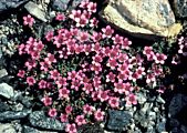 Saxifraga oppositifolia