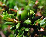 Empetrum nigrum