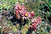 Sempervivum montanum