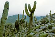 Trichocereus pasacana