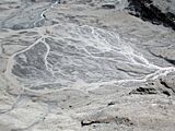 glacier forefield