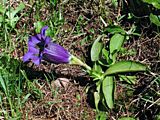 Gentiana acaulis