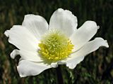 Pulsatilla alpina ssp. alpina