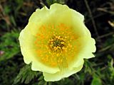 Pulsatilla alpina ssp. apiifolia