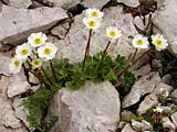 Ranunculus alpestris