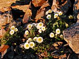 Ranunculus glacialis