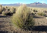 tropical tussocks