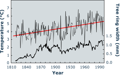 Tree ring widths