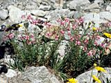 Epilobium fleischeri