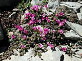 Saxifraga oppositifolia