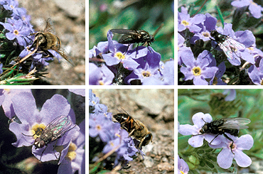 pollinators of Eritrichium