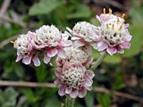 Antennaria dioica