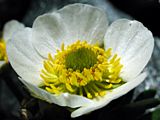 Ranunculus glacialis