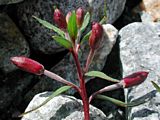 Epilobium fleischeri flower buds