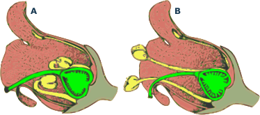 Alpandino :: Sex at high altitudes: plant reproduction :: Protogyny