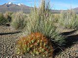 Festuca orthophylla