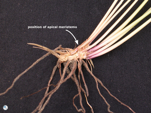 Festuca orthophylla