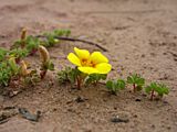 Oxalis sp.