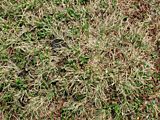 habit