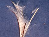 Fruit with seeds