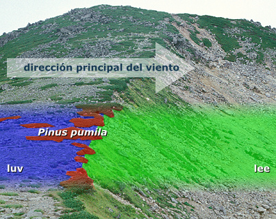 Pinus pumila