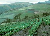 Potato crops near potential treeline (Ecuador)