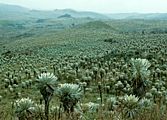 Espeletia rosettes, Páramos El Angel, Ecuador