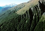Nothofagus menziesii treeline, New Zealand
