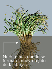 Carex
