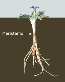 meristems