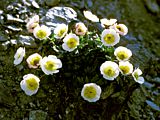 Ranunculus glacialis