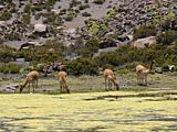 vicuñas