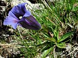 Gentiana clusii