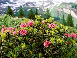 Rhododendron ferrugineum