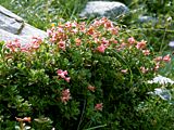 Rhododendron hirsutum