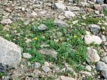 glacier forefield fertilisation