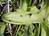 Pinguicula