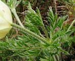 Pulsatilla alpina